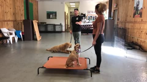 HOW TO LEASH REACTIVE DOG TRAINING