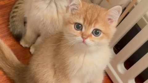 Adorable kitten looking at camera