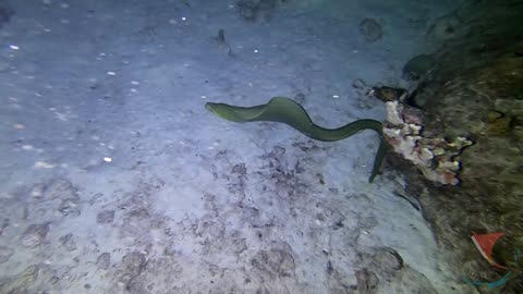 Moray eels & Seahorses by night