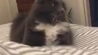 the cat does not understand in shock