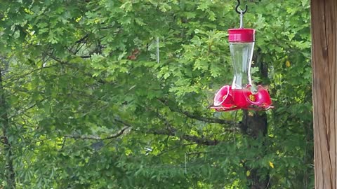 Humming Birds dancing around feeder