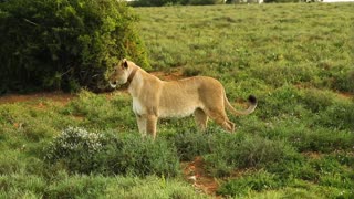 A lion wife looking for her husband