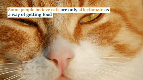 Why do we think cats are unfriendly?