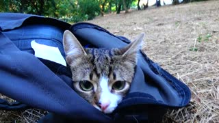 Cute Little Cat Is Fearful to Be Outside of His House