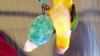 Goofy parrot playing upside-down