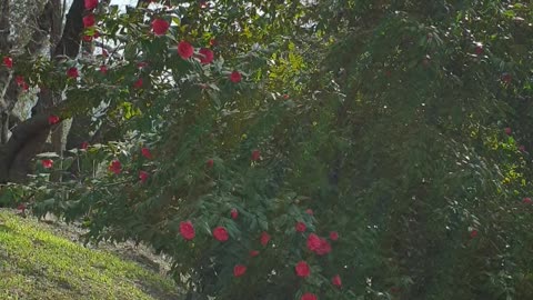 Camellia flowers in full bloom on a spring day.