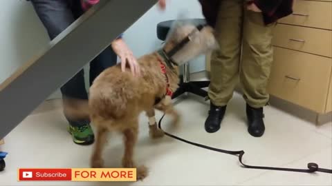 Blind Dog Video