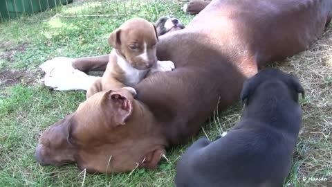 Pit Bull Growls and Snaps at Her Puppies! (in HD)-