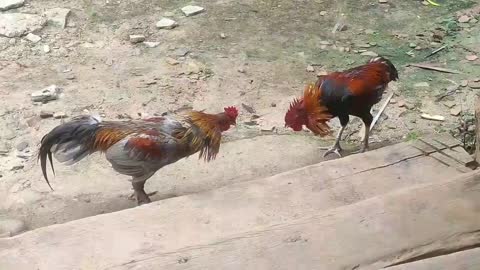 two roosters fighting what's up for grabs..???