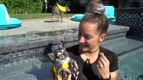 Training a dog how to swim