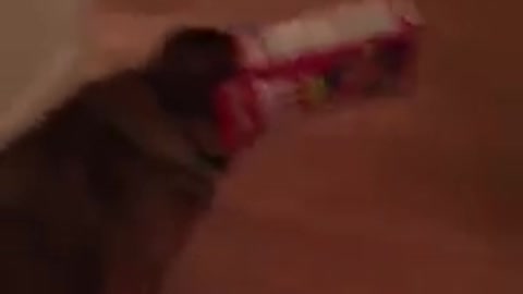 Dog gets head stuck in Cheez-it Box