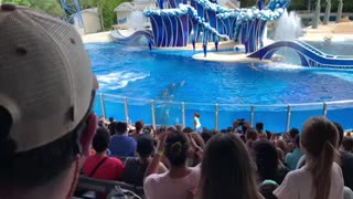 Sea World Orlando dolphin show - finishing act