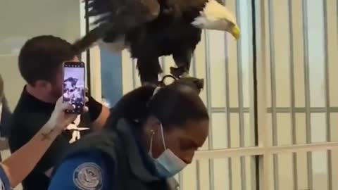 Bald eagle goes through TSA security checkpoint | USA TODAY #Shorts