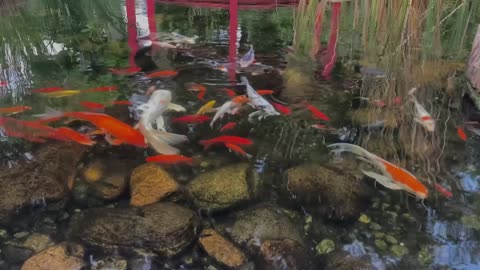 Earth Works Koi Pond