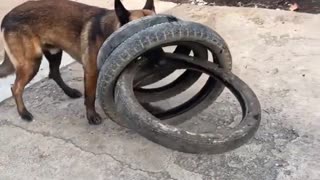 Smart dog helps his human moves tires and figures out how to carry four tires in one bite..