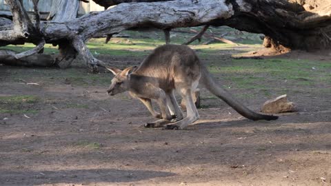 Kangaroo running in super slow motion