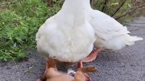 Nice duck and Dog Playing