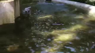 Dalmatian white black spotted dog swimming in fountain