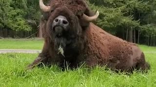 Bison Bull