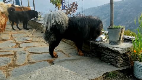 Tibetan mastiff | aggressive Tibetan mastiff Dog