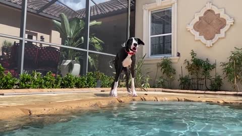 Great Dane has cutest butt wiggle & smile when she shakes