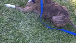 Dog rolling around in the ground