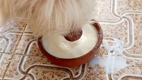 Maltese dog enjoys milk