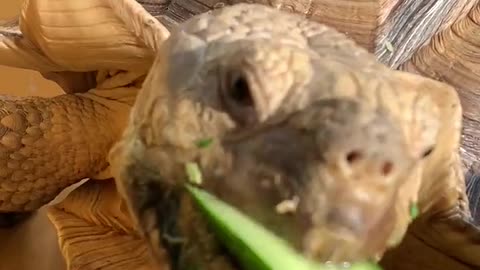 Cute turtle tortoise is having cucumber