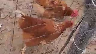 Chickens eating Kumquats