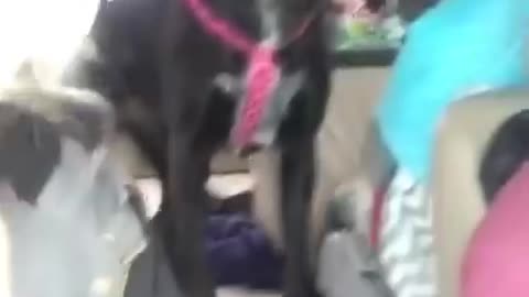 Dog totally loses her mind after realizing she's at the park. 2021