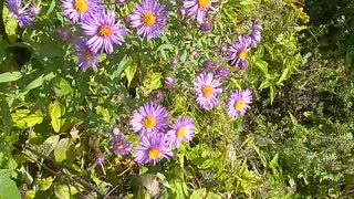 Aromatic Aster