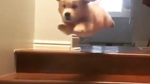 It’s a bird... it’s a plane... it’s superpup!