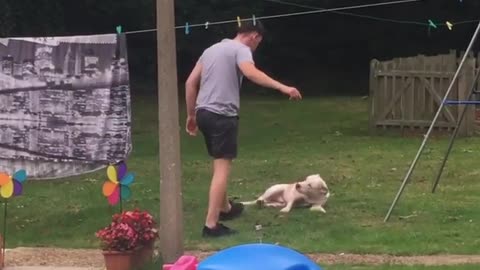 Was Going to Punch the Dog for Not Lifting the Ball