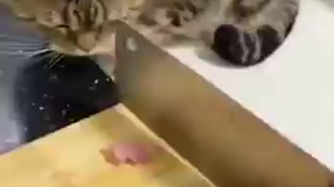 Funny cute cats