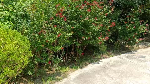 What kind of flower is this, small and red