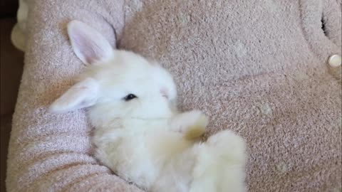 Cute Baby Bunny - Playing Time