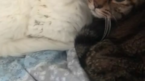 Cats sticking together