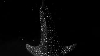 whale shark gliding through bioluminescent algae appears to be swimming in space.