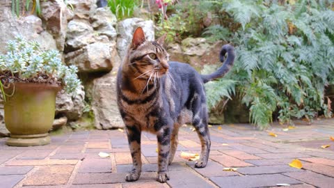 Cat Standing On The Brick Floor Of A Garden