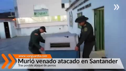 Murió venado atacado en Santander