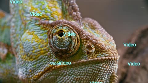 Close -up Footage of A Chameleon Right Eye , Thank of watching !