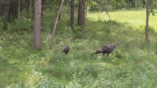 Wild Turkeys at Spring Brooke Nature Center
