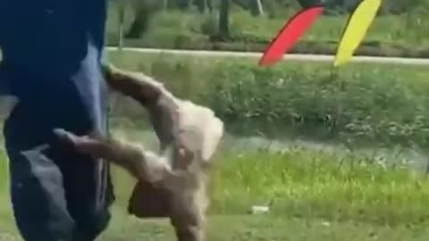 man freaks out when sloth he thought was dead grabs hold of him.