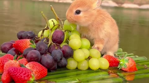 #cute #rabbit ❤