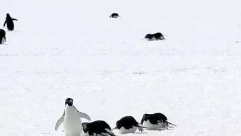 The first penguin is leading the pack as others follow🐧