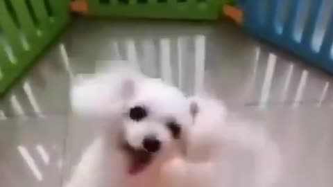 cute dog |You will laugh at all the DOGS 🤣 Funny DOG Videos