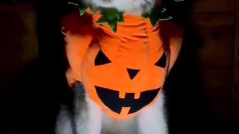 halloween is coming | husky wearing halloween costume #shorts #funny #dogs #halloween2021