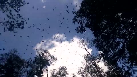 The gaint saiz of bats has been found at sabah malaysia forest