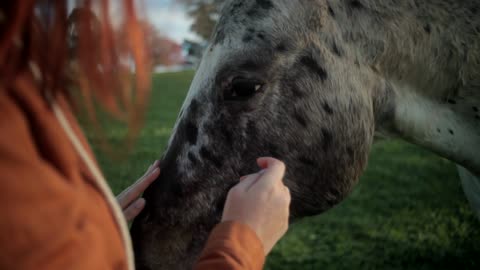 Amazing Horse Pat By Owner In Field