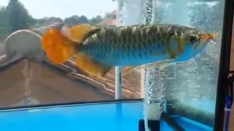 arowana fish 100